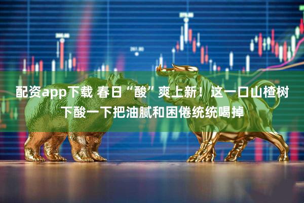 配资app下载 春日“酸”爽上新！这一口山楂树下酸一下把油腻和困倦统统喝掉